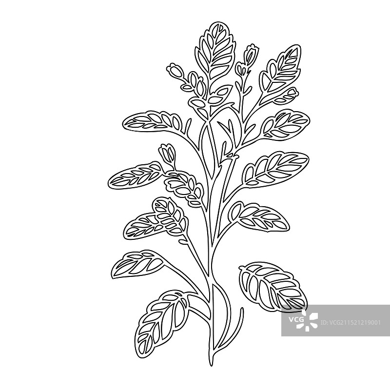 马鞭草花卉植物素描轮廓图片素材