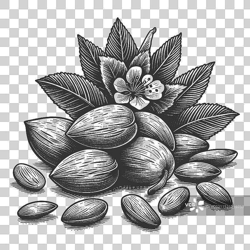 杏仁、叶子和花朵雕刻图案图片素材