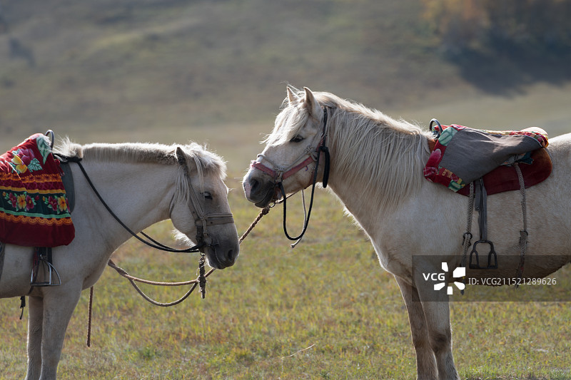 等待客人的“打工马”图片素材