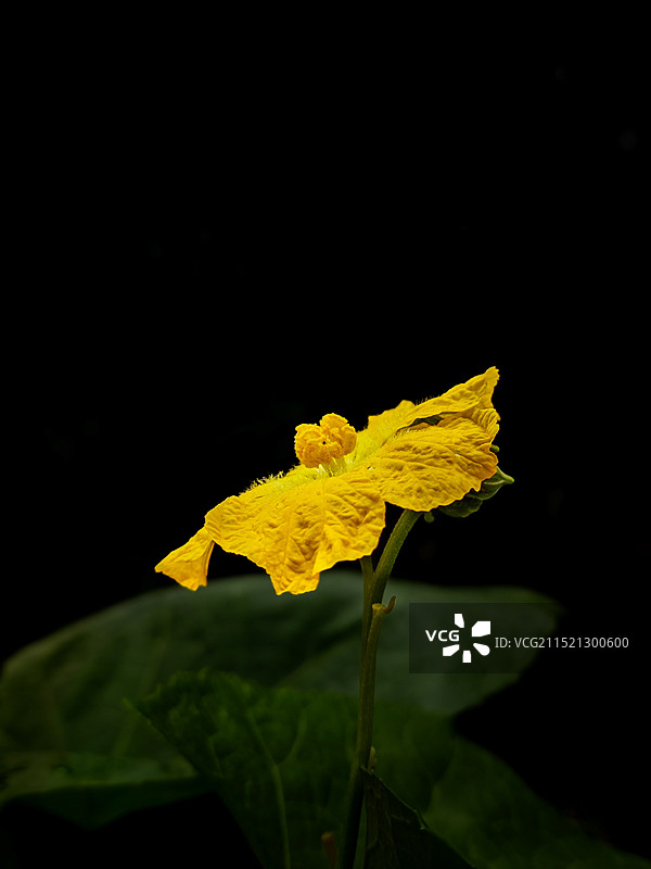 暗背景丝瓜花图片素材