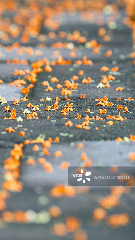 桂花丹桂落花满地桂花图片素材