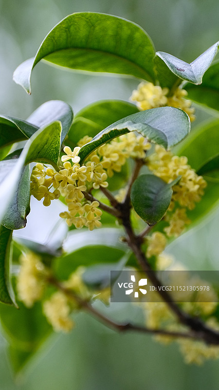 桂花金桂黄色桂花枝头花开秋天木樨花图片素材