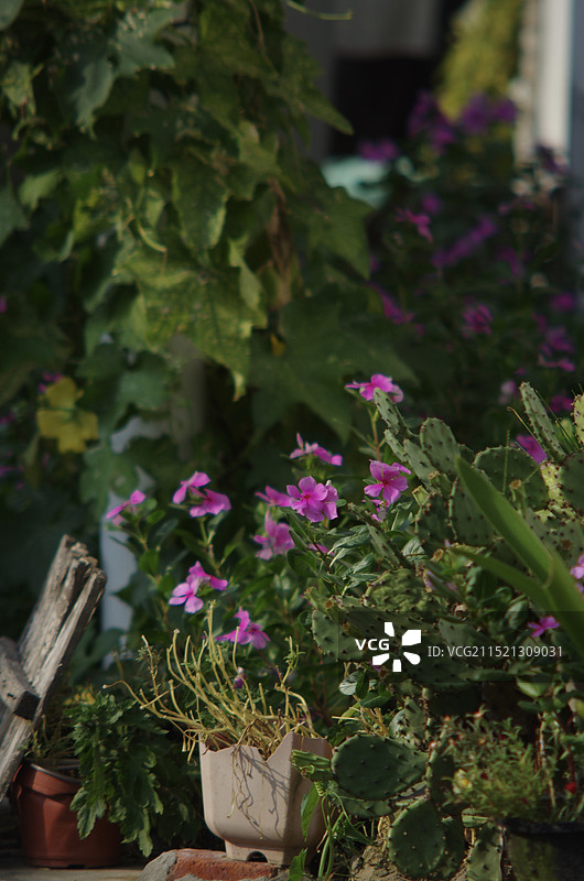 粉红色开花植物特写镜头图片素材