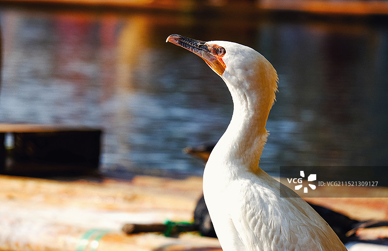 鸬鹚特写图片素材