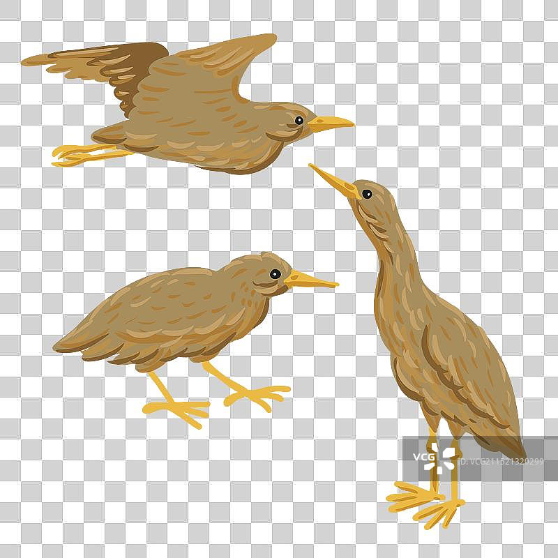 手绘大麻鳽鸟图片素材