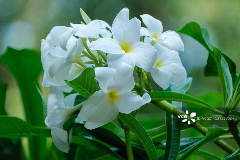 缅雪花：戟叶鸡蛋花、戟叶缅栀、匙叶缅栀、剑叶缅栀、白缅栀、洁缅栀，夹竹桃科鸡蛋花属图片素材