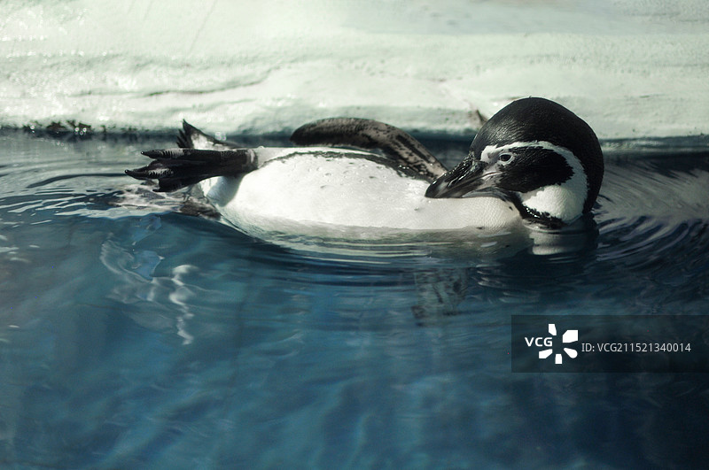 水中的企鹅图片素材