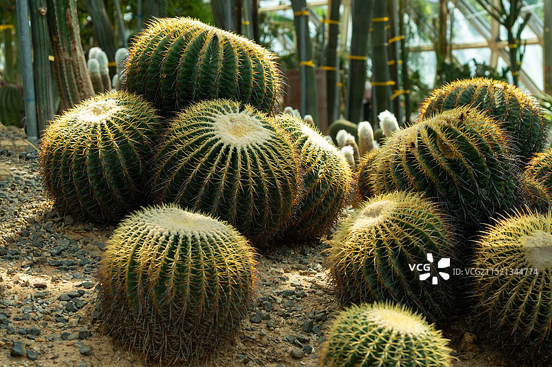 大阳山植物园 仙人球图片素材