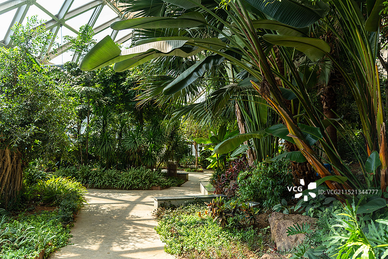苏州大阳山植物园 热带植物温室图片素材