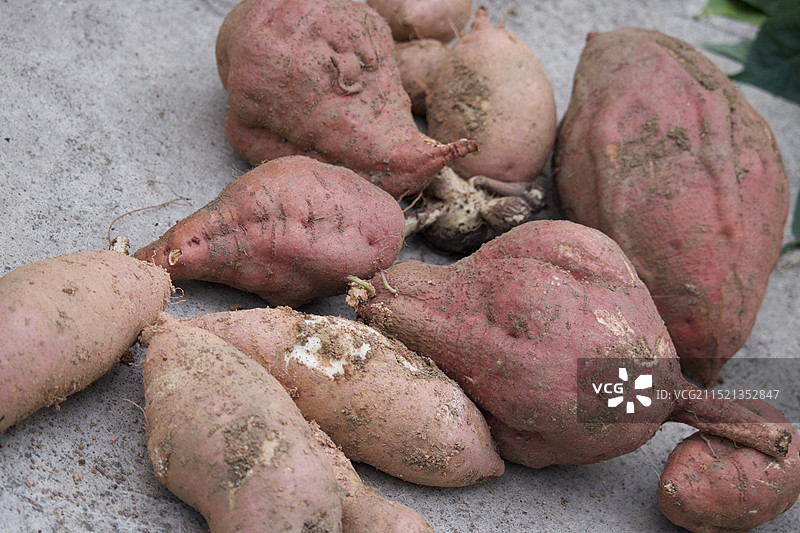 大地瓜图片素材