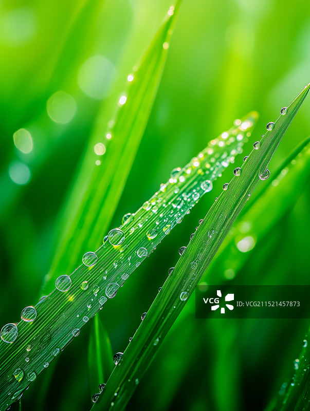 二十四节气白露图片素材