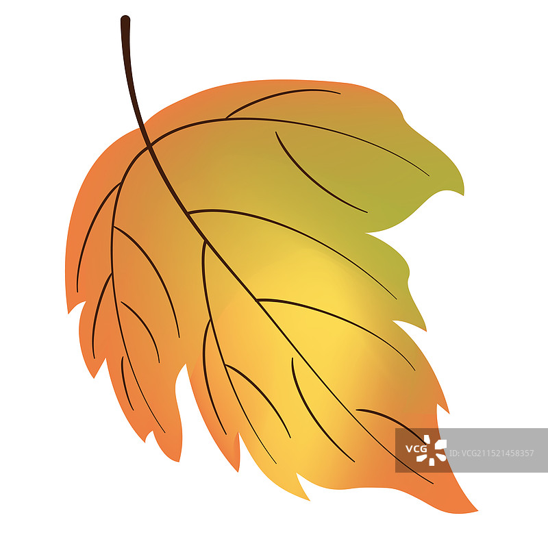 白色背景上的明亮大型孤立秋叶图片素材