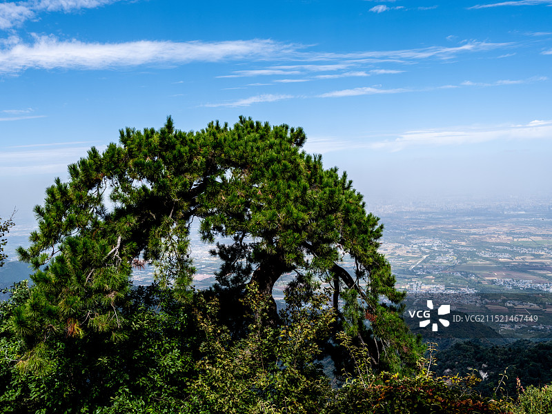 南山不老松图片素材