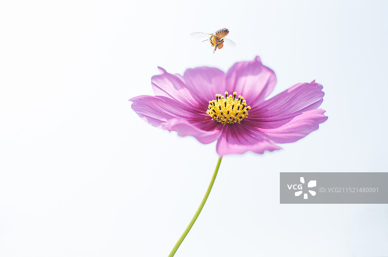 秋英花图片素材