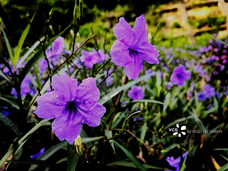 兰花草图片素材