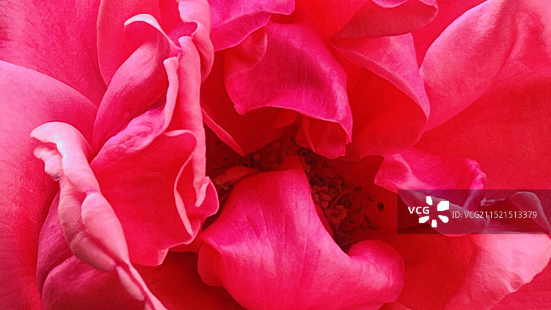 粉红色玫瑰花的全画幅拍摄图片素材