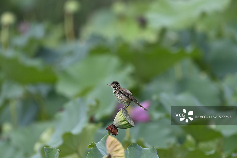 小鸟栖息在莲蓬上图片素材
