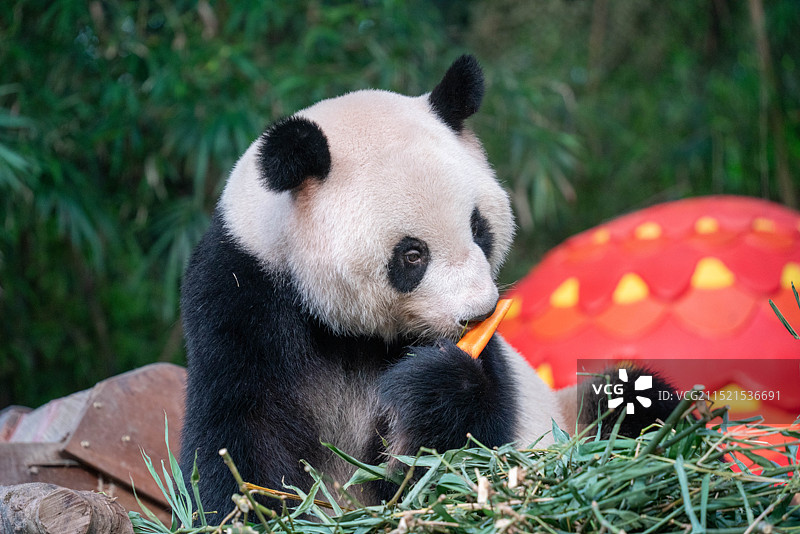 大熊猫吃胡萝卜特写图片素材