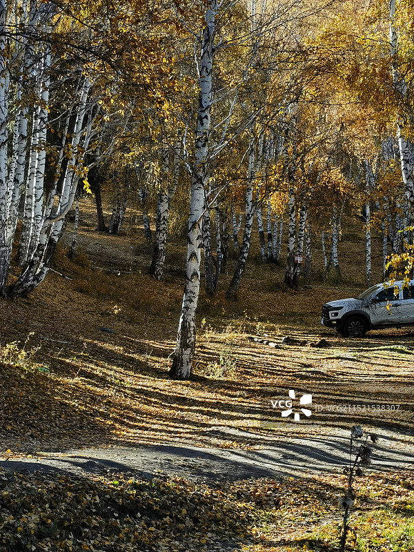 禾木村白桦林秋景图片素材