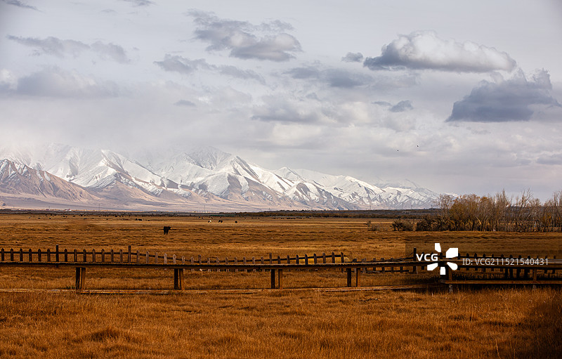 帕米尔高原金草滩图片素材