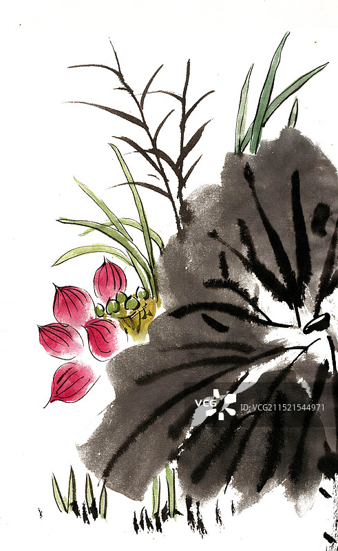 池塘里的荷花图片素材