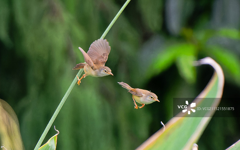 黄腹山鹪莺图片素材