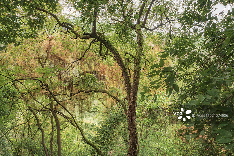 亚热带丛林图片素材