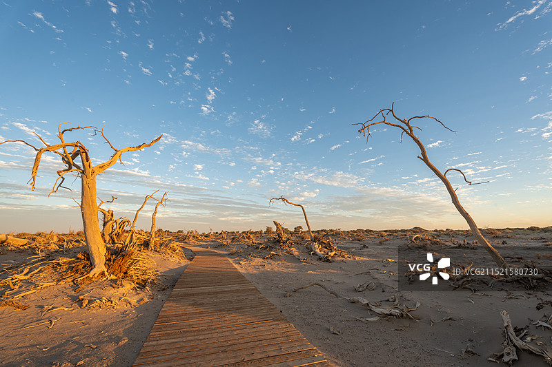 内蒙古额济纳旗胡杨林日落图片素材