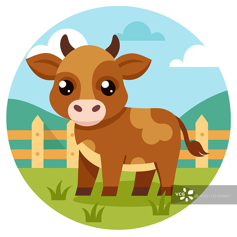 农场里棕色的小牛图片素材