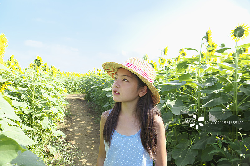 女孩看向日葵花图片素材