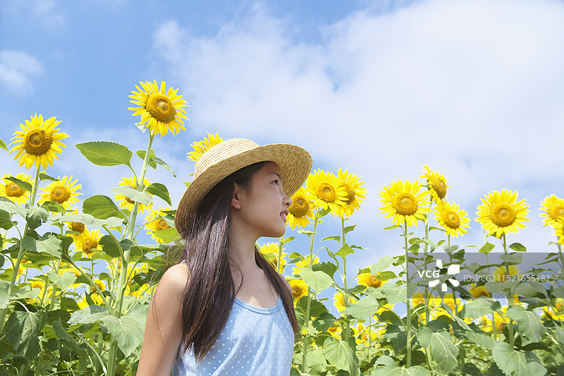 女孩抬头看着盛开的向日葵图片素材