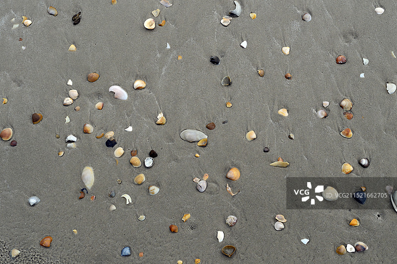 沙质电缆海滩上的贝壳图片素材