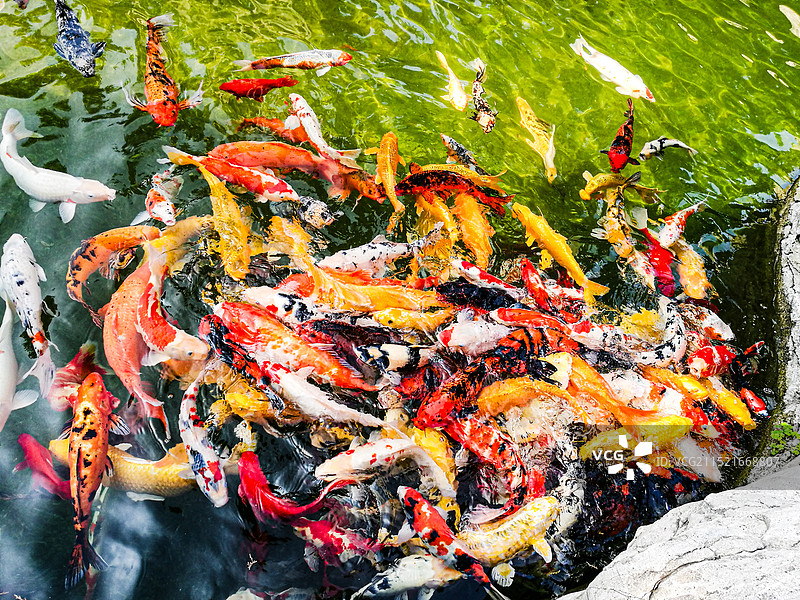 山东泰安岱庙池塘锦鲤图片素材