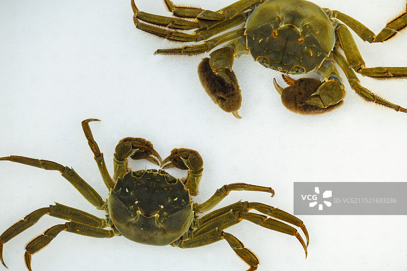 拳击比赛：白色背景的两只阳澄湖大闸蟹的特写镜头图片素材
