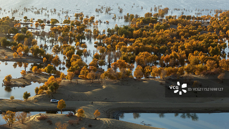 航拍尉犁县罗布湖金秋十月金色胡杨图片素材