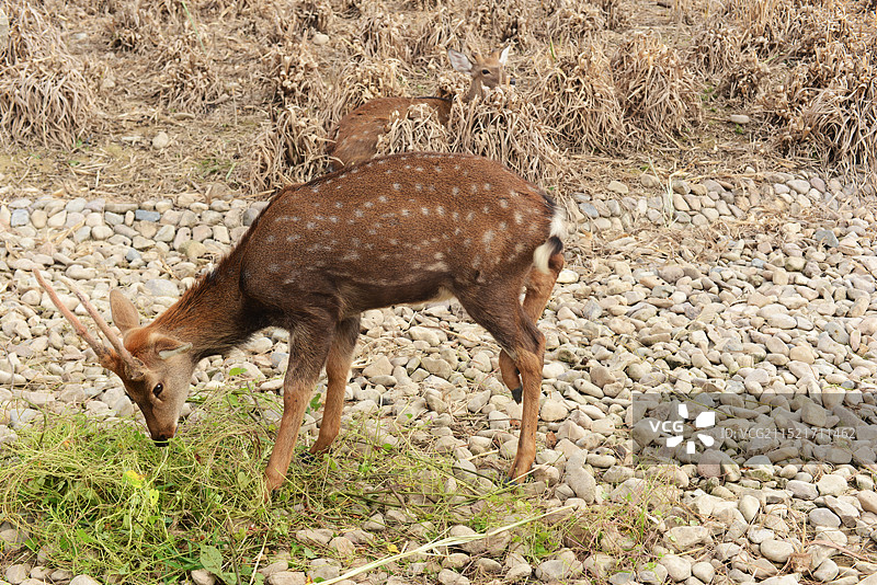 梅花鹿图片素材