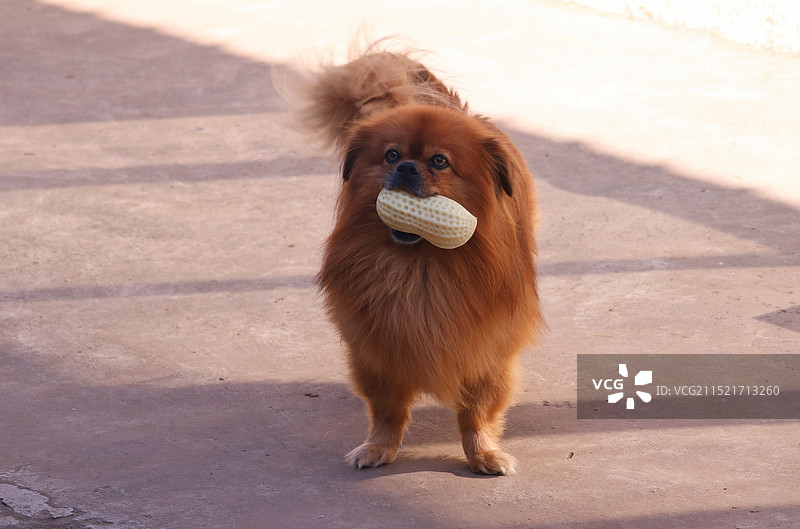 一只京巴狗嘴里咬着花生米玩具图片素材