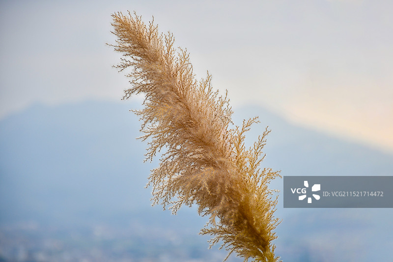 秋日暖阳下的金色花穗图片素材