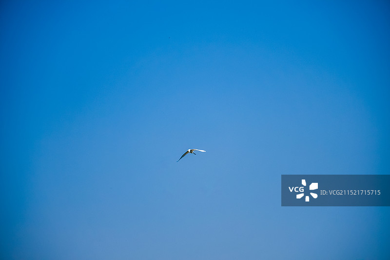 白鹭自由飞翔图片素材