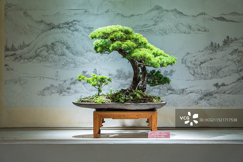 扬派盆景博物馆-五针松盆景图片素材