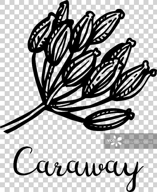 干花上的葛缕子籽图片素材