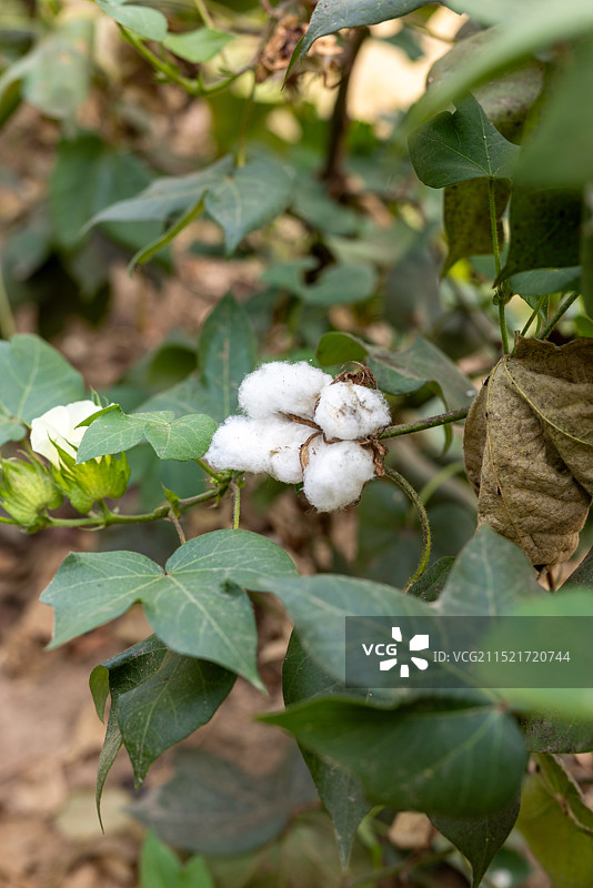 待采摘的棉花图片素材