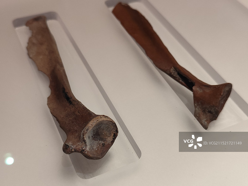 鹿骨刮具（跨湖桥遗加文物）：桌子上的文物特写镜头图片素材
