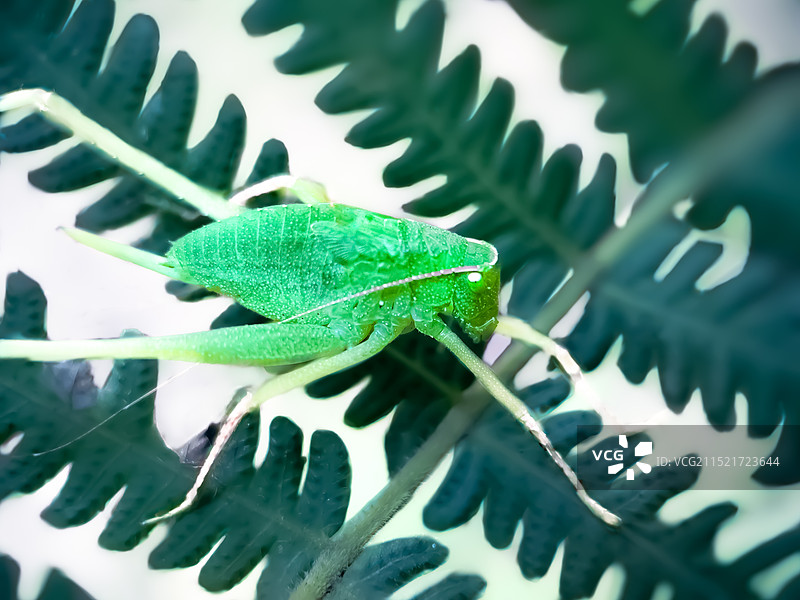 叶上螽斯图片素材