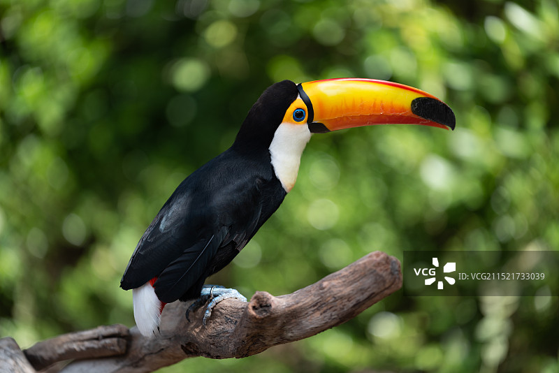 巨嘴鸟图片素材