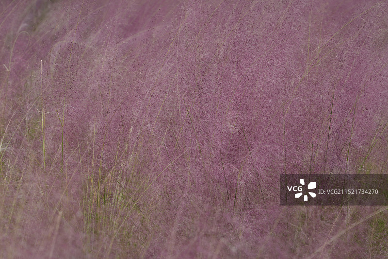 粉黛乱子草图片素材