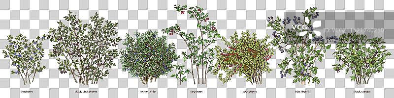 手绘浆果灌木丛合集图片素材