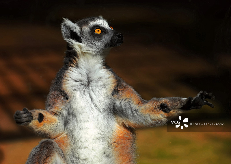 环尾狐猴图片素材