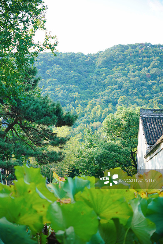 浙江绍兴兰亭景区的荷叶图片素材
