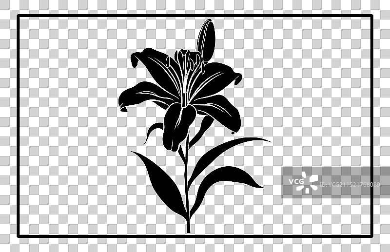 亚洲百合花剪影图片素材